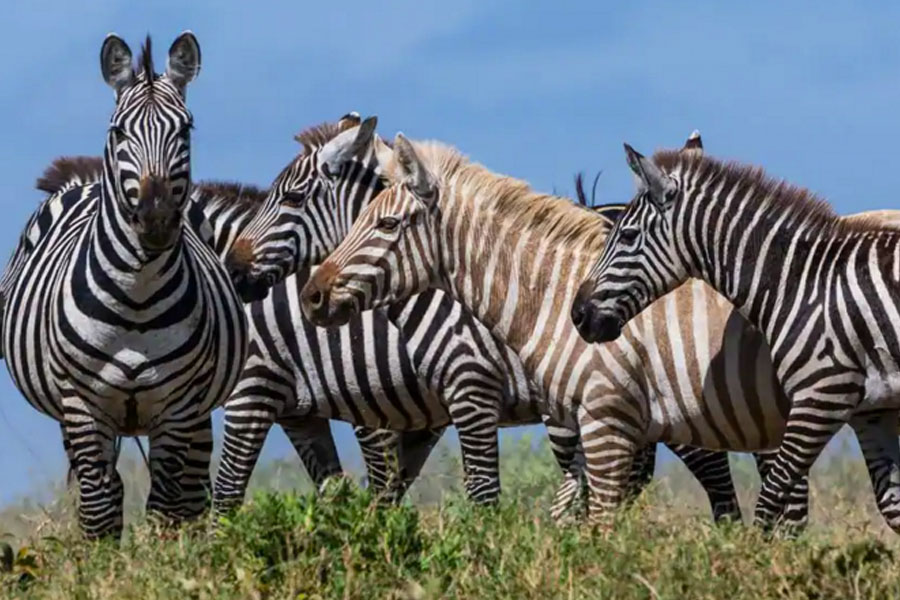 Esta cebra de aspecto singular parece ser aceptada por sus compañeras. Las cebras suelen reconocerse por su sonido y su olor. Los expertos dicen que no resulta sorprendente que una cebra dorada encaje con total normalidad. FOTO DE SERGIO PITAMITZ