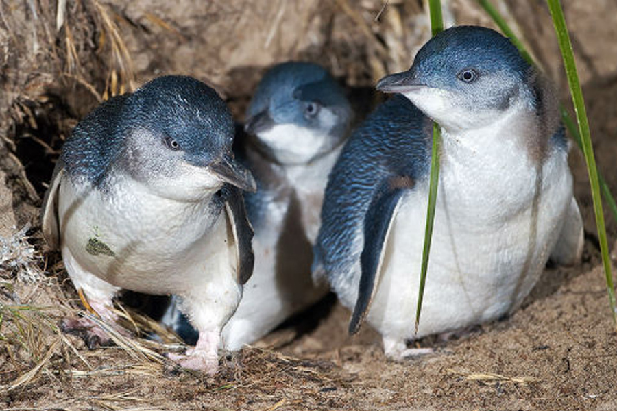 En Busca del Hada Azul: Dos pingüinos