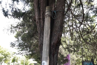 Detienen poste a un árbol
