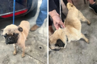 Rescatan a tres perros en condiciones de maltrato en Naucalpan
