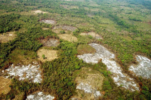 La tasa de expansión forestal también cayó, pasando de 9.88 millones de hectáreas anuales en el periodo 2000-2015 a 6.78 millones en el periodo 2015-2050