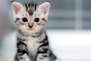 Se trata de “Adopta con Amor”, un innovador programa desarrollado por el municipio de García