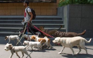 Con el objetivo de tener un control para asegurar el bienestar de los perros en la capital mexicana