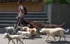 Crean padrón para paseadores de perros en CDMX: ¿Cómo funciona?