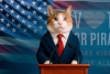 ¿Quién ganará? Gatitos compiten por el puesto de alcalde en elección poco común