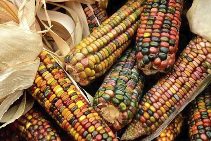Los cultivos transgénicos, señala la iniciativa, afectan la salud humana
