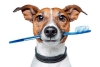 Brackets para perros, un procedimiento cada vez más común