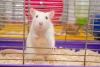 ¡Wow! Un cambio de dieta logra rejuvenecer y generar “supercélulas” madre en ratones