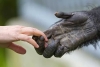 ¿Una manita? Los bonobos se dan cuenta cuando un humano no sabe algo y tratan de ayudarle
