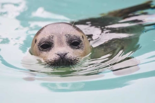 El equipo de científicos se vio sorprendido tras observar que las focas grises parecen ajustar su comportamiento con base en el oxígeno