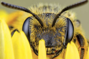 La falta de alimento en las larvas de abejas puede acelerar la metamorfosis