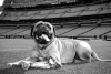 Dolorosa despedida: muere “SJ”, mascota que marcó una era en los Cleveland Browns
