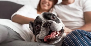 La tenencia de mascotas mejora la salud cardiovascular de los propietarios