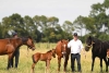 ¡Histórico! Científicos argentinos logran los primeros caballos genéticamente modificados