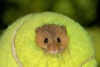¡Aplausos! Wimbledon dona sus pelotas para que ratones tengan un hogar