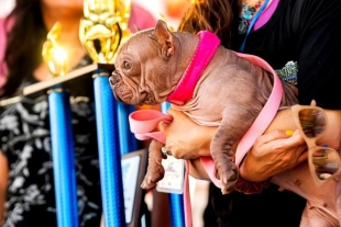 Este 2025, el primer lugar fue para “Petunia”, una mestiza de Bulldog inglés y francés