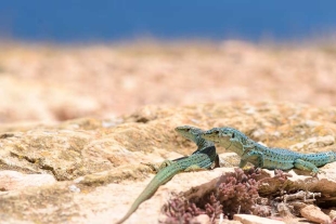En aproximadamente dos años estos reptiles rastreros habrán ocupado todo el territorio ibicenco