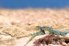 Ibiza se está quedando sin lagartijas y una serpiente invasora es la culpable