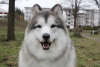Abre en Japón Tokotoko Zoo, el lugar donde cumplen el sueño de ser perro por un día