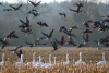 ¡Lo cambia todo! Científicos proponen un nuevo árbol evolutivo de aves