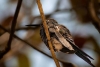 Colibríes gigantes, la especie que “desaparece” después de reproducirse