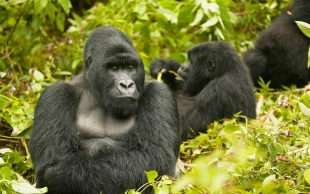 Un equipo internacional de científicos logró secuenciar, por primera vez, los cromosomas sexuales de 6 especies de simios