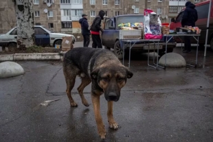 El Gobierno de Turquía estimó que existen cerca de 4 millones de perros callejeros en el país