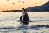 ¡Wow! Observan por primera vez a dos orcas “masajeándose” con algas
