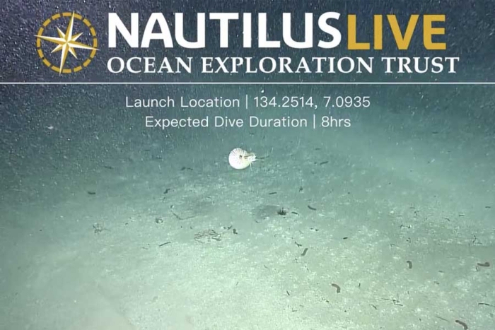 Desde hace 500 millones de años, la agencia científica cree que las seis especies vivas de nautilos parecen estar en declive. 