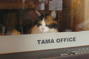 Esta gatita se hizo de una gran popularidad entre turistas locales y extranjeros