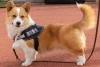 ¿Pastor alemán? ¡NO! El perro policía más popular de china es un corgi