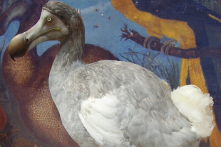 Científicos confirmaron nuevos avistamientos de la manumea, una paloma terrestre de Samoa considerada el pariente vivo más cercano del dodo, hoy en peligro crítico de extinción.