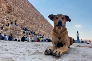 Estudios estiman que actualmente 40 millones de perros viven en las 27 provincias