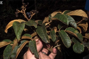 Identificaron una nueva especie de árbol endémico de Ecuador. 