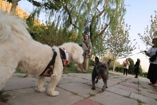 Las autoridades locales prometieron reforzar, aún más, sus medidas contra estas mascotas
