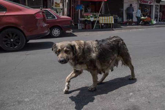 Actualmente a nivel estatal habitan 8.5 millones de perros