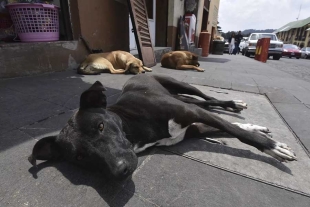 El proyecto dará inicio con un mínimo de 100 perros