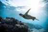 El campo magnético de la tierra les da una habilidad a las tortugas marinas: “poder bailar”