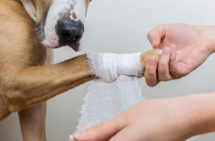 Los perros son seres observadores por naturaleza y aprenden rápidamente 