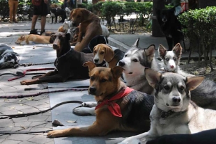 El mismo Congreso capitalino dictaminó que los animales de compañía ya no serán tomados en cuenta como “cosas” en procesos de índole civil en la CDMX