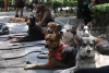 Congreso de la CDMX garantiza la protección de mascotas en dos diferentes ámbitos