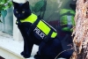 ¡Nada que temer! Gatito policía se hace viral por vigilar las calles de Ámsterdam