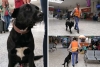 “Oso”, el perrito que cuida la Terminal de Toluca