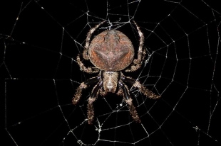 La Araneus ventricosus suele practicar una comunicación interespecífica engañosa