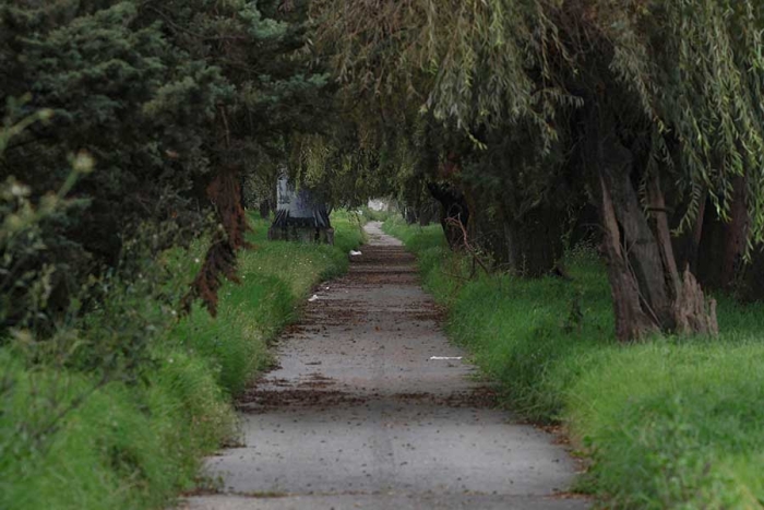 Camino verde en medio del caos
