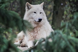 La presencia de un solo lobo en un ecosistema controlaría un 4% de los más de 400 mil ejemplares de ciervos rojos