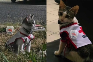 La inclusión de este felino a sus filas es un recordatorio del alcance de la labor humanitaria.