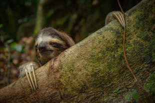 Perezoso de tres dedos se asoma entre los árboles, parte de una sorprendente alianza natural con polillas y algas que le ayuda a sobrevivir en la selva.