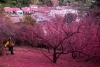 Polvo Rosa: Así funciona el retardante para combatir incendios en Los Ángeles