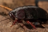 ¡Increíble! Cucaracha carnívora “vuelve a la vida” después de 90 años extinta